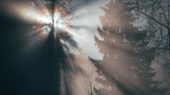 zonlichtstraal in een bos